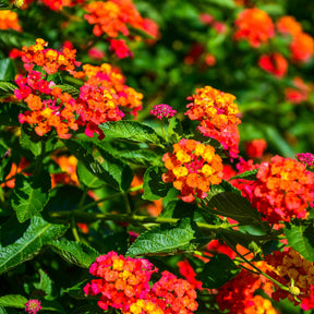 3 Lantana Passievrucht - Willemse