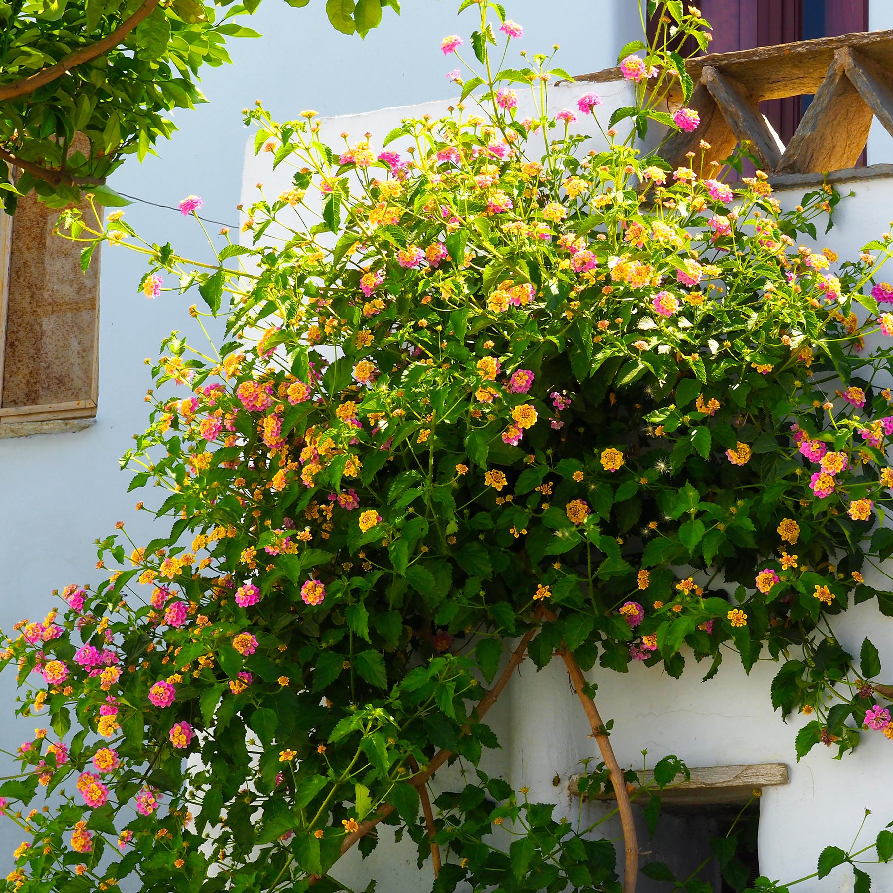 Verkoop 3 Lantana Passievrucht