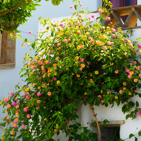 Verkoop 3 Lantana Passievrucht