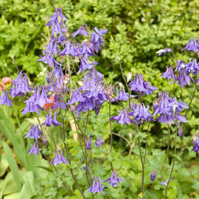 Akelei - Aquilegia vulgaris - Willemse