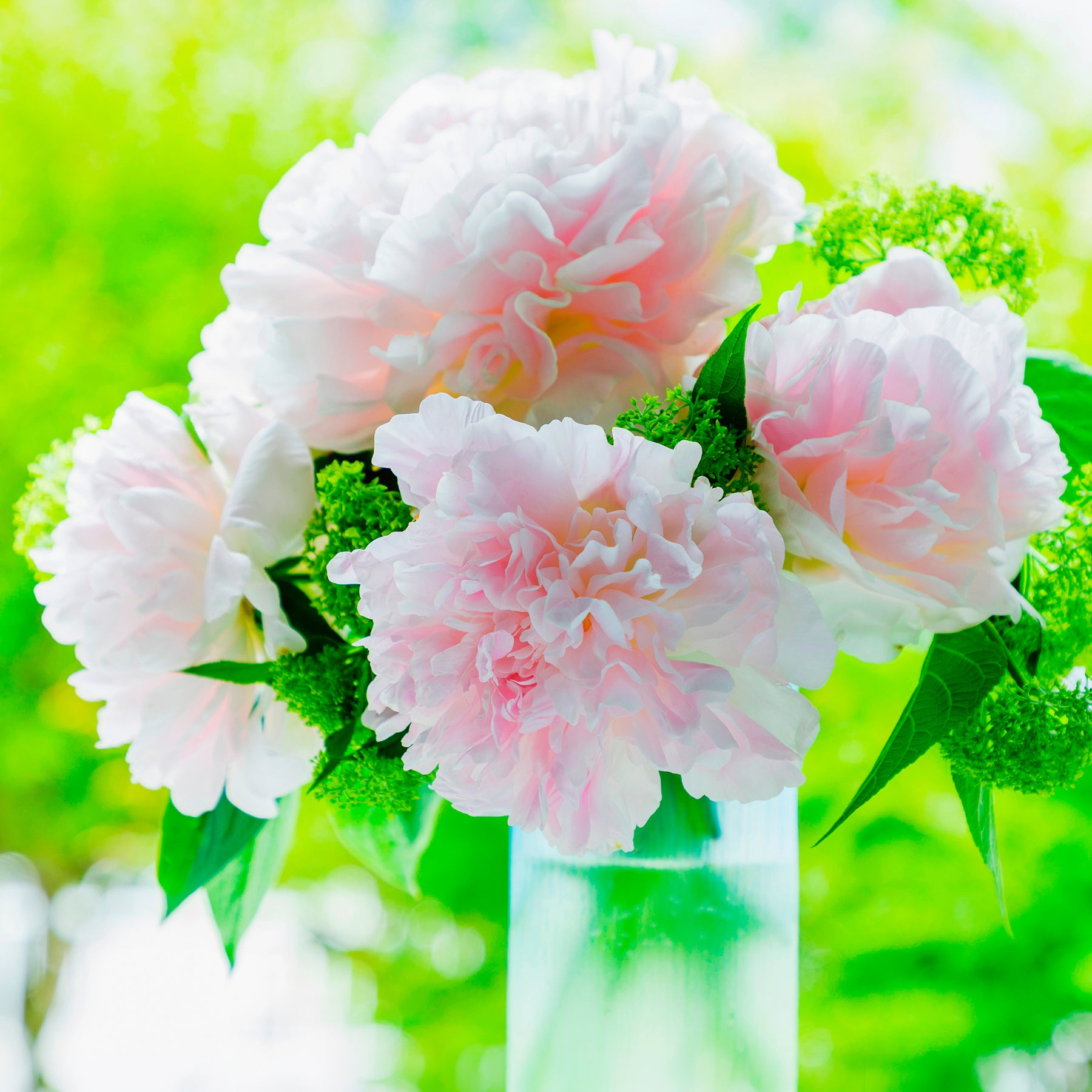 Verkoop Pioenroos Albert Crousse - Paeonia lactiflora Albert Crousse
