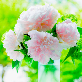 Verkoop Pioenroos Albert Crousse - Paeonia lactiflora Albert Crousse