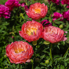 Pioenroos Coral Charm - Paeonia lactiflora Coral Charm - Willemse