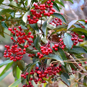 Verkoop Koraalbes (Christmas berry) - Ardisia crenata