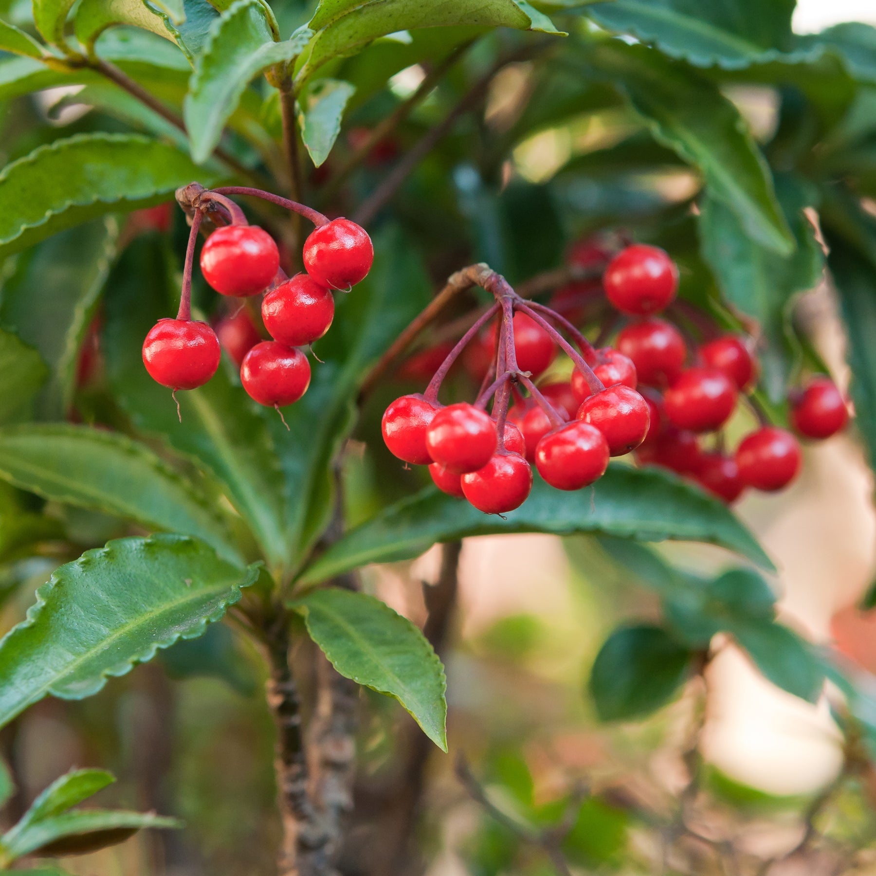 Ardisia crenata - Koraalbes (Christmas berry) - Kamerplanten met bloemen