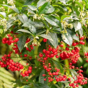 Koraalbes (Christmas berry)