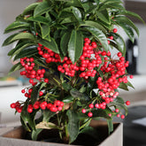 Koraalbes (Christmas berry) - Ardisia crenata - Willemse