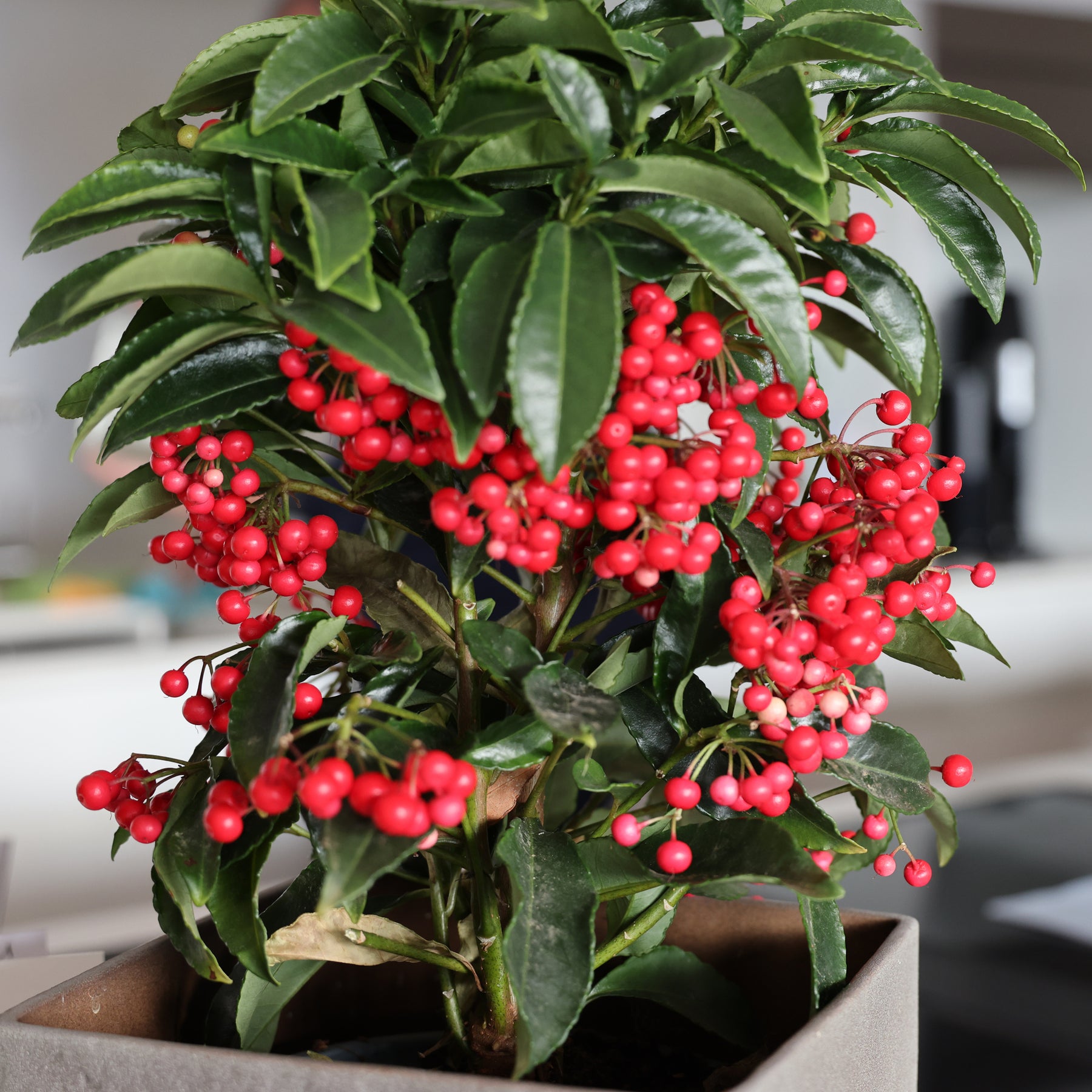 Koraalbes (Christmas berry) - Ardisia crenata - Willemse