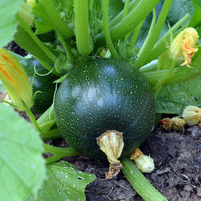 Courgettezaden - Courgette Eight Ball F1 - Cucurbita pepo