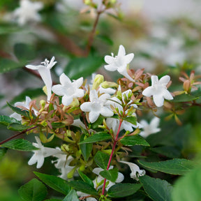 Abelia grandiflora Pisto - Willemse