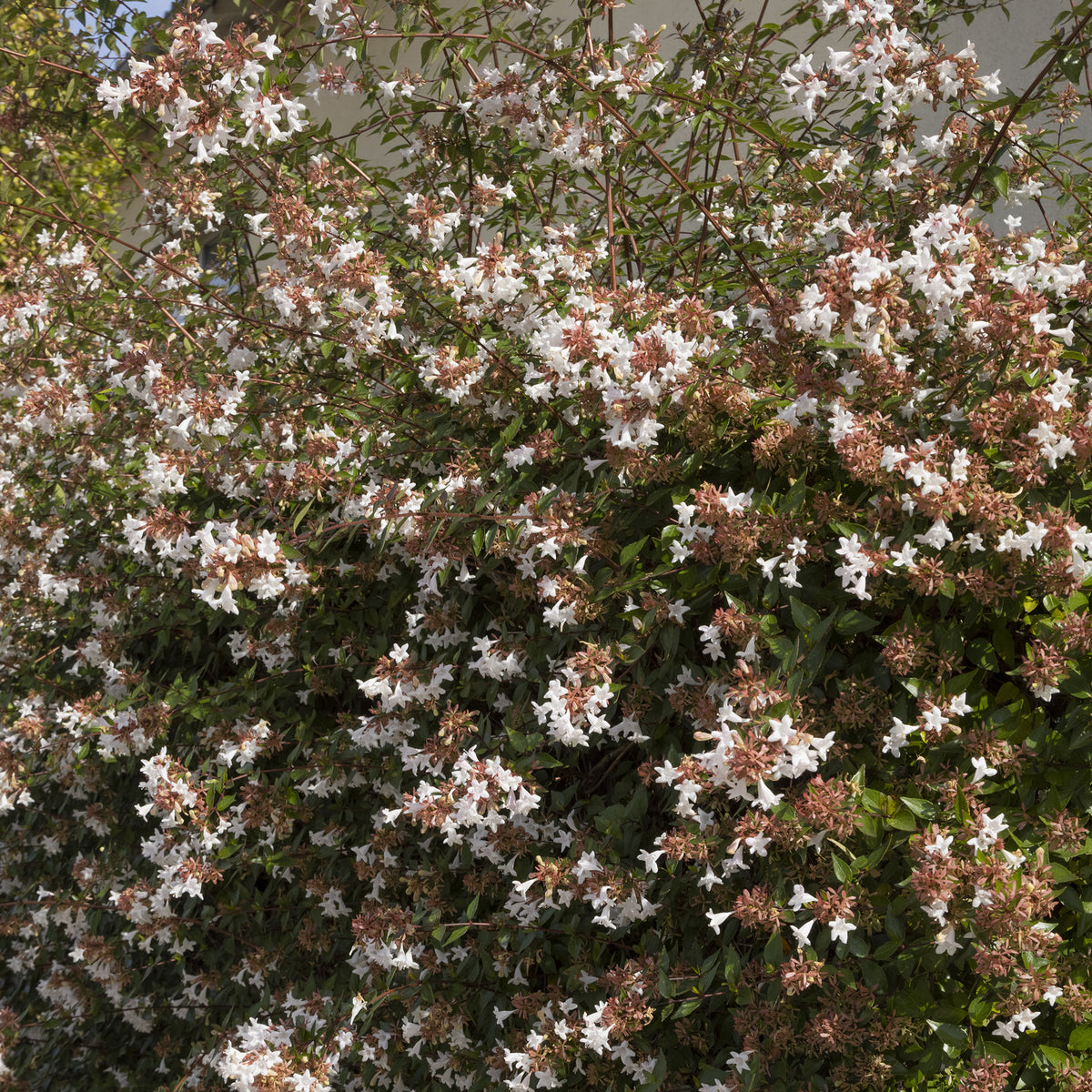 Abelia grandiflora Pisto - Abelia grandiflora Pisto - Willemse