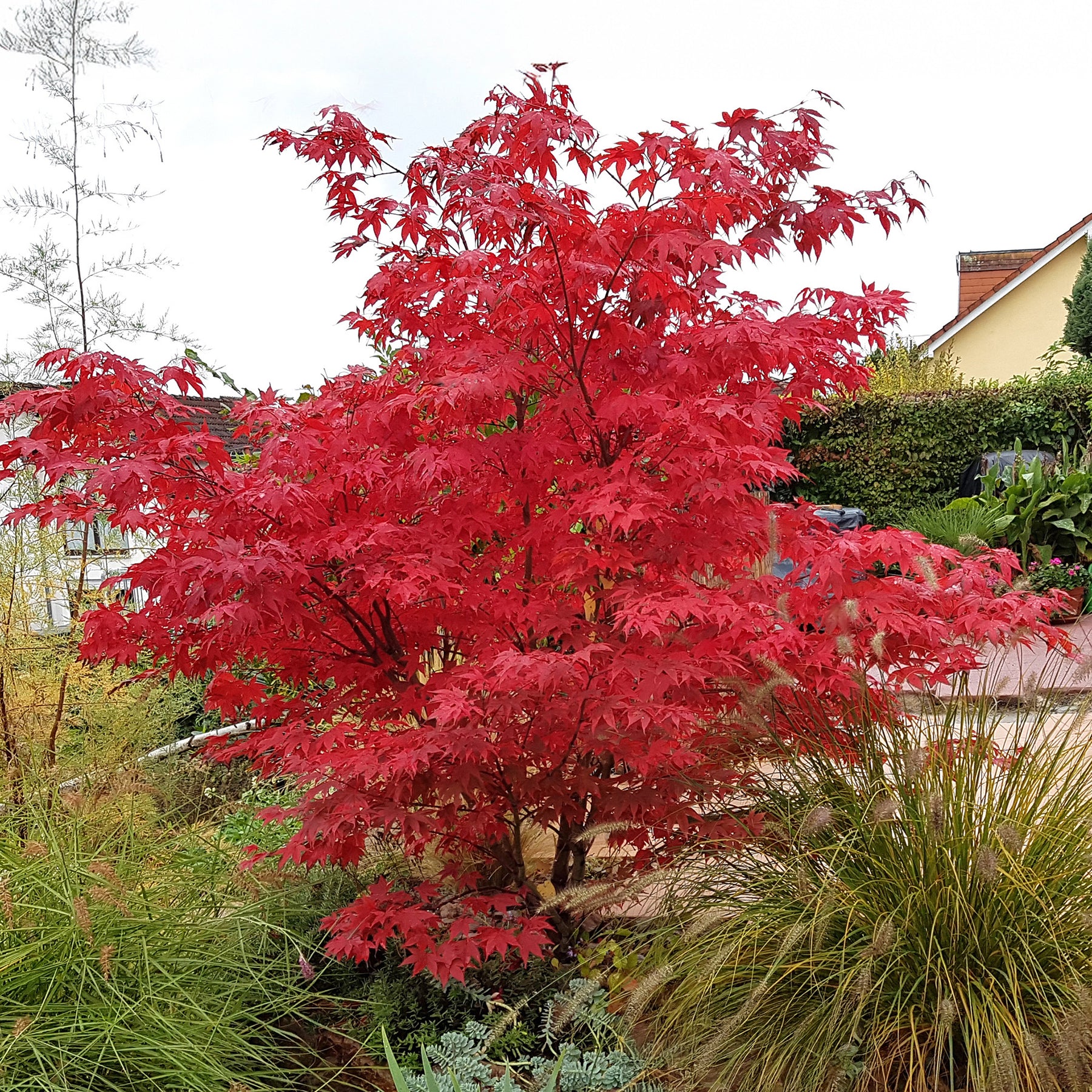 Acer palmatum Osakazuki - Japanse esdoorn Osakazuki - Japanse esdoorn