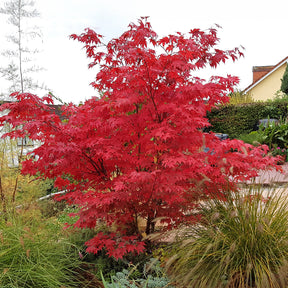 Acer palmatum Osakazuki - Japanse esdoorn Osakazuki - Japanse esdoorn