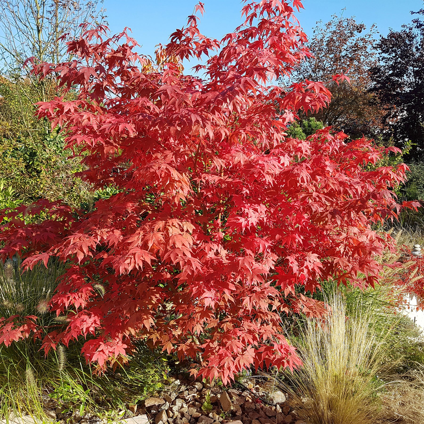 Japanse esdoorn Osakazuki - Acer palmatum Osakazuki - Willemse