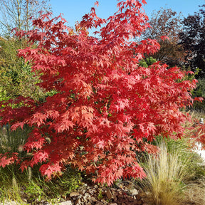 Japanse esdoorn Osakazuki - Acer palmatum Osakazuki - Willemse