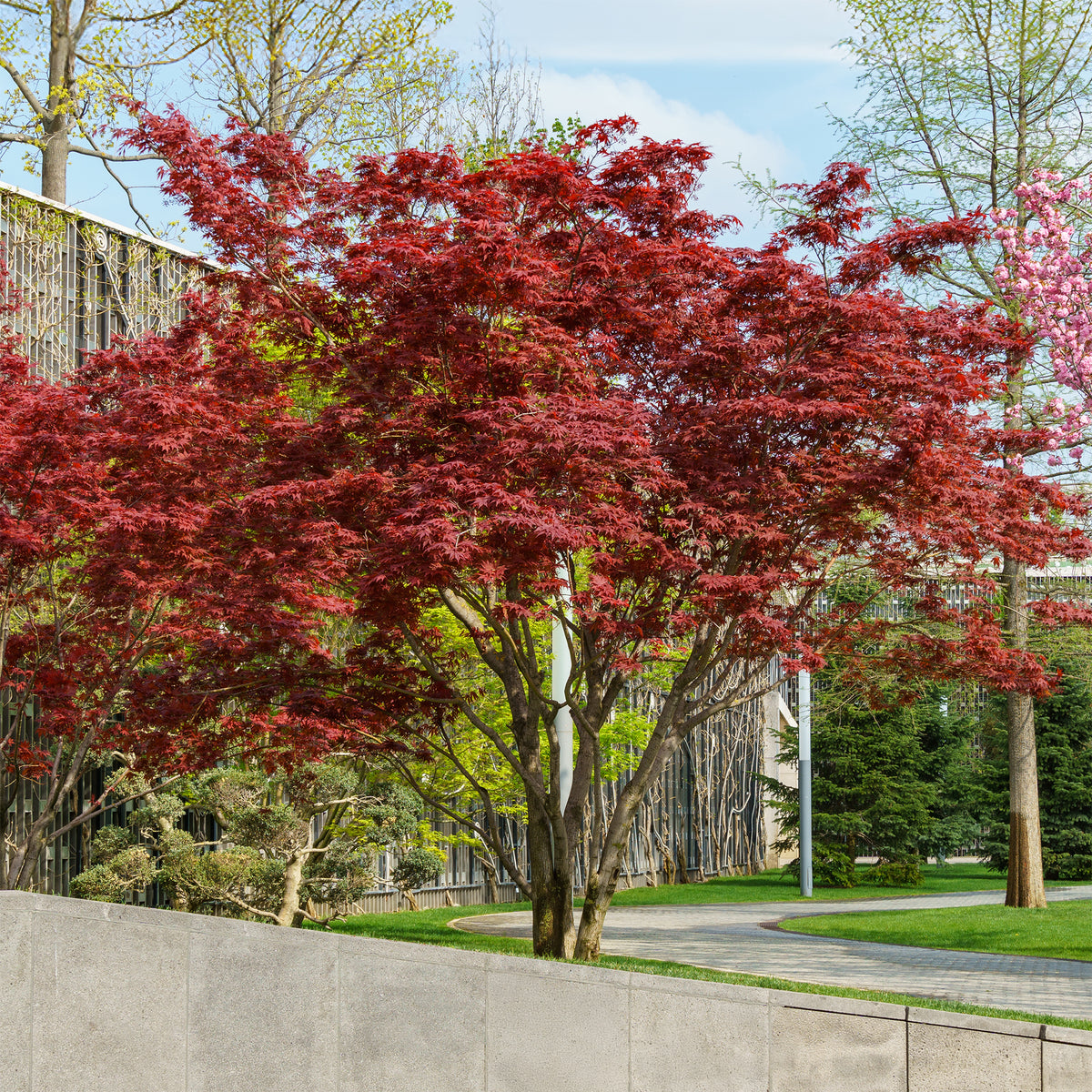 Japanse esdoorn 'Atropurpureum' - Acer palmatum Atropurpureum - Willemse