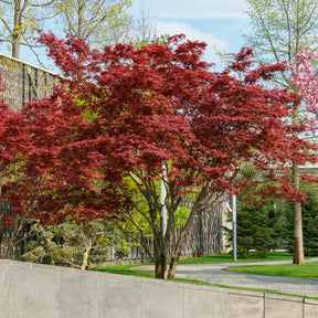 Japanse esdoorn 'Atropurpureum' - Acer palmatum Atropurpureum - Willemse