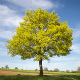 Noorse esdoorn - Acer platanoides - Willemse