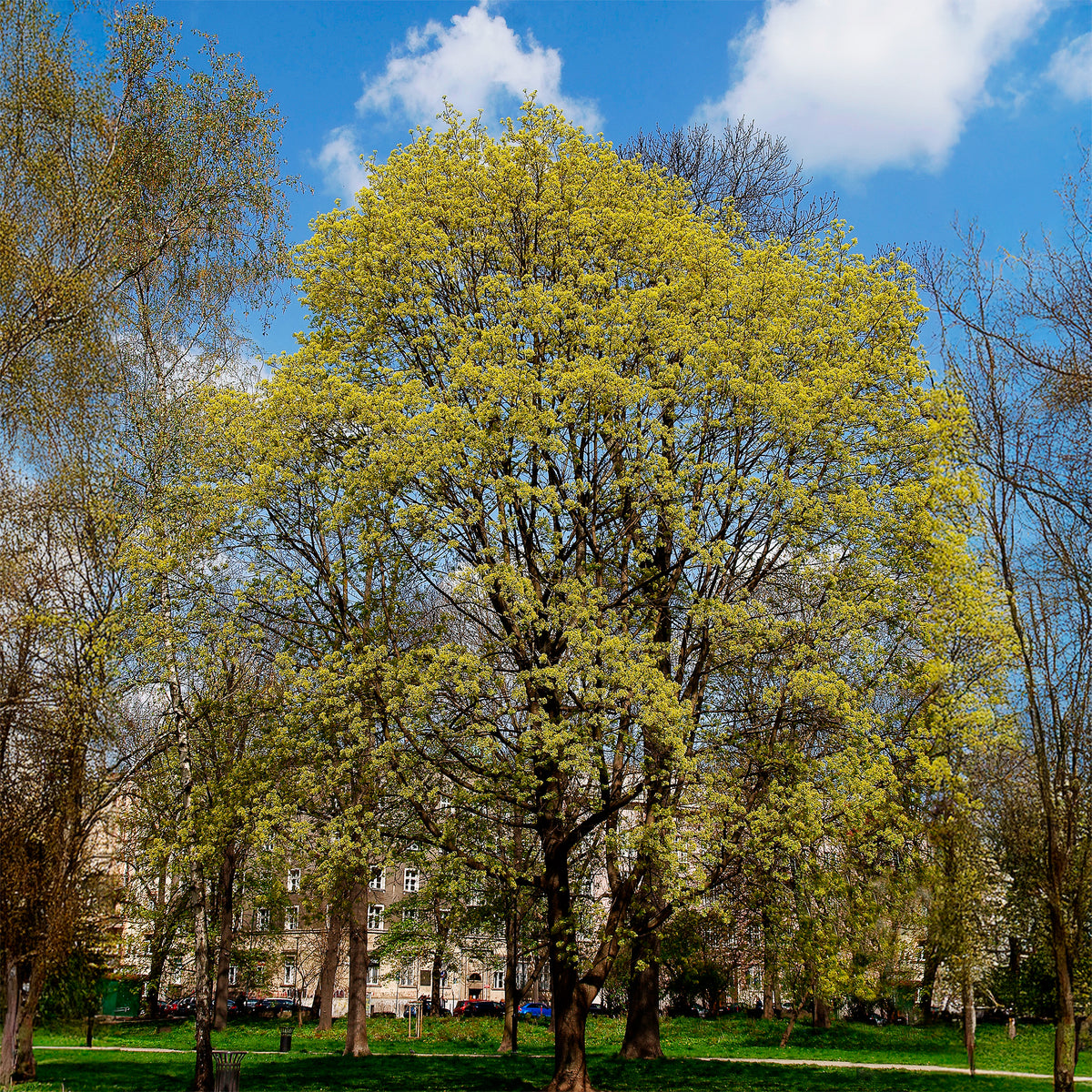 Noorse esdoorn - Willemse