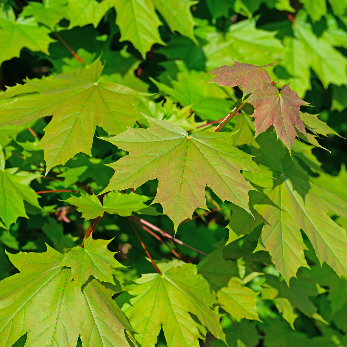 Noorse esdoorn - Acer platanoides - Willemse