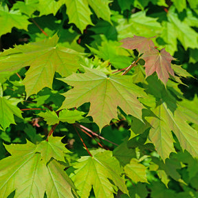 Acer platanoides - Noorse esdoorn - Esdoorn