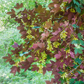 Gewone esdoorn Atropurpureum - Willemse