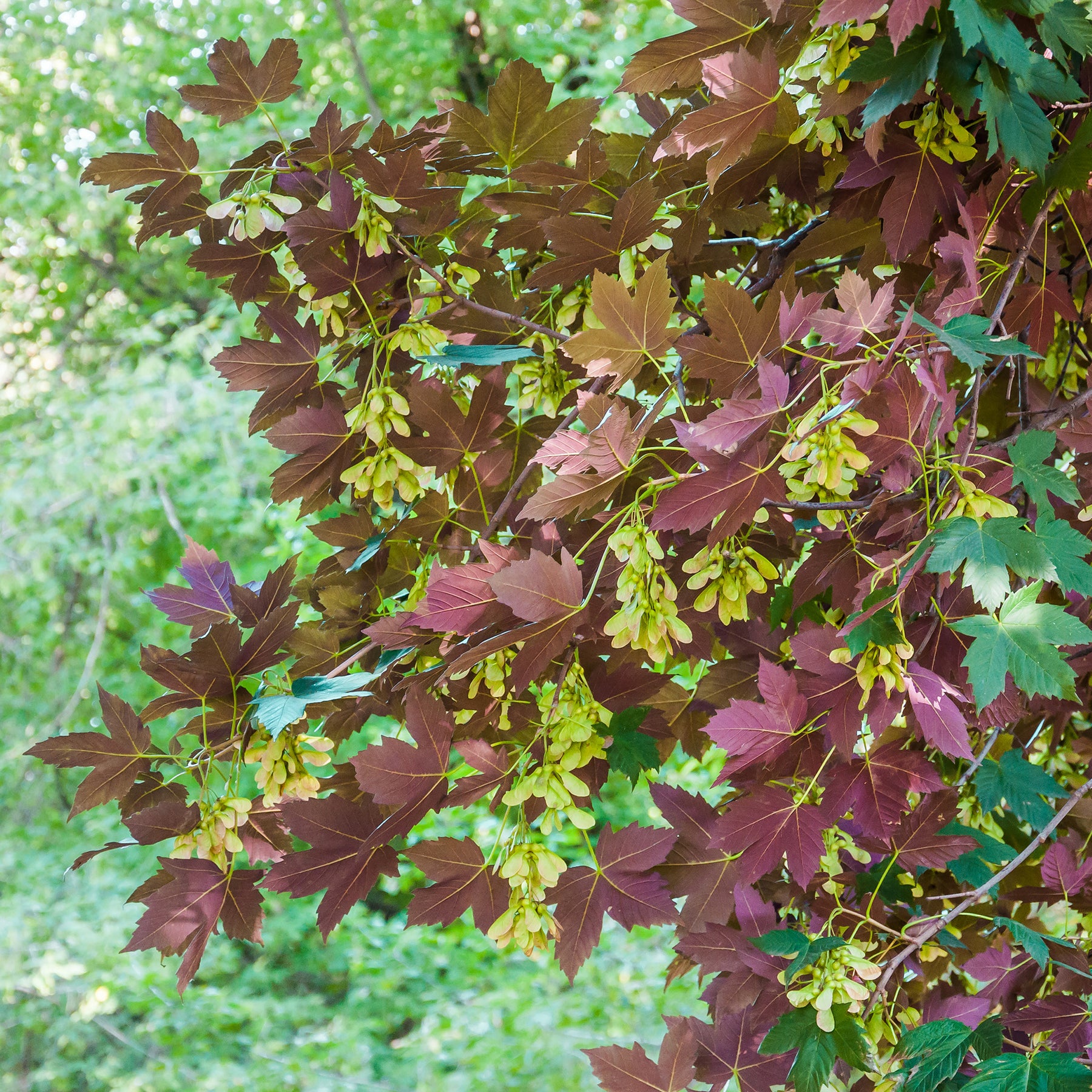 Gewone esdoorn Atropurpureum - Willemse
