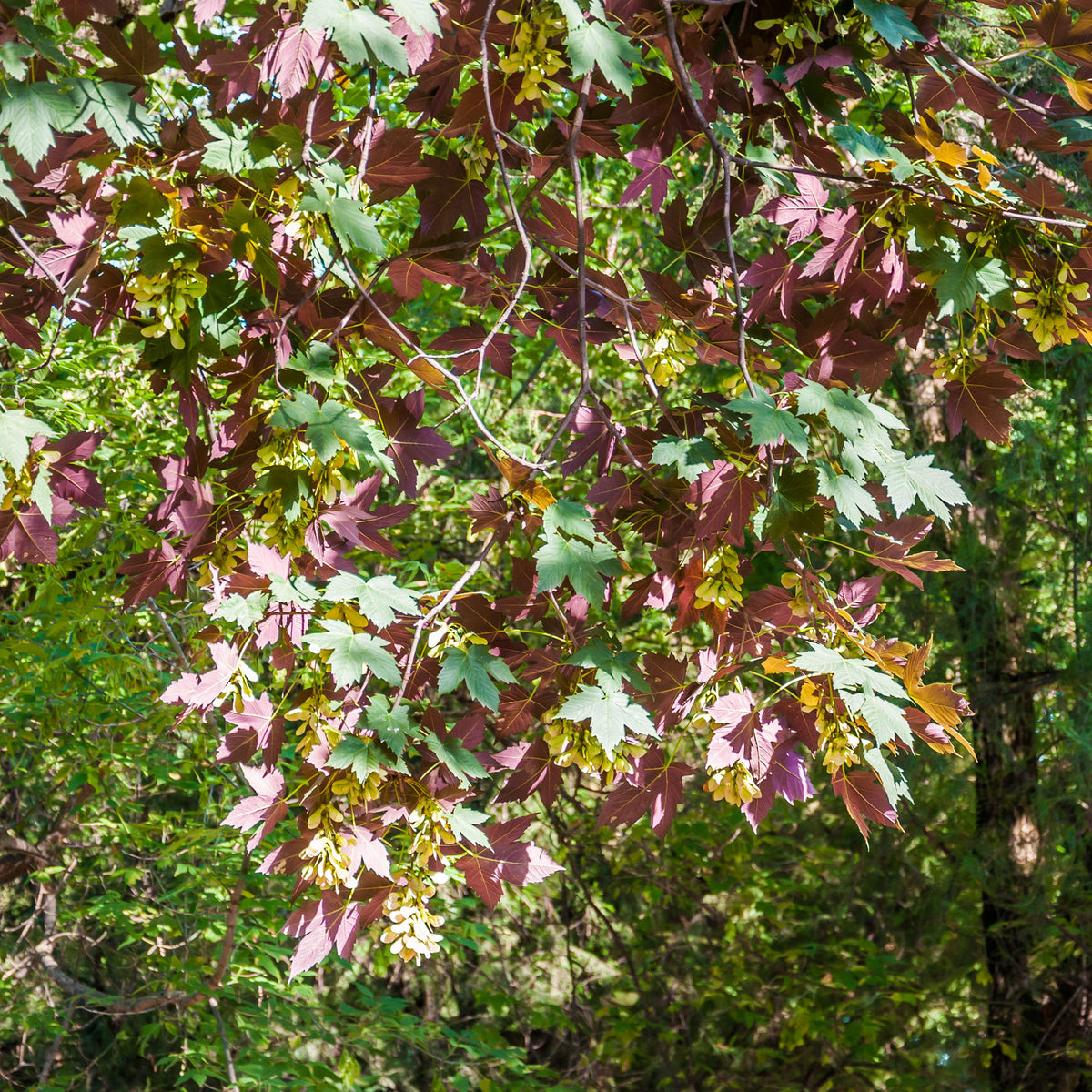Gewone esdoorn Atropurpureum - Willemse