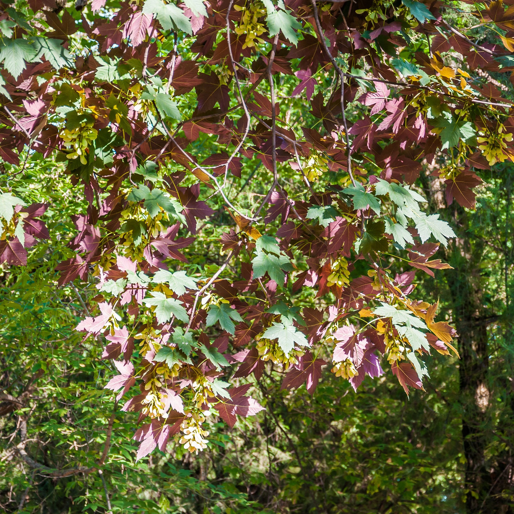 Gewone esdoorn Atropurpureum - Willemse