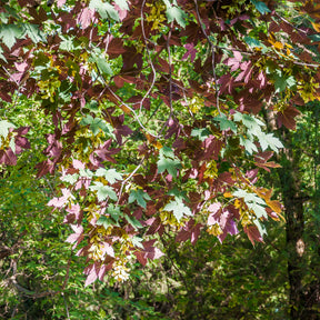 Gewone esdoorn Atropurpureum - Willemse
