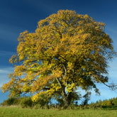 Gewone esdoorn - Willemse