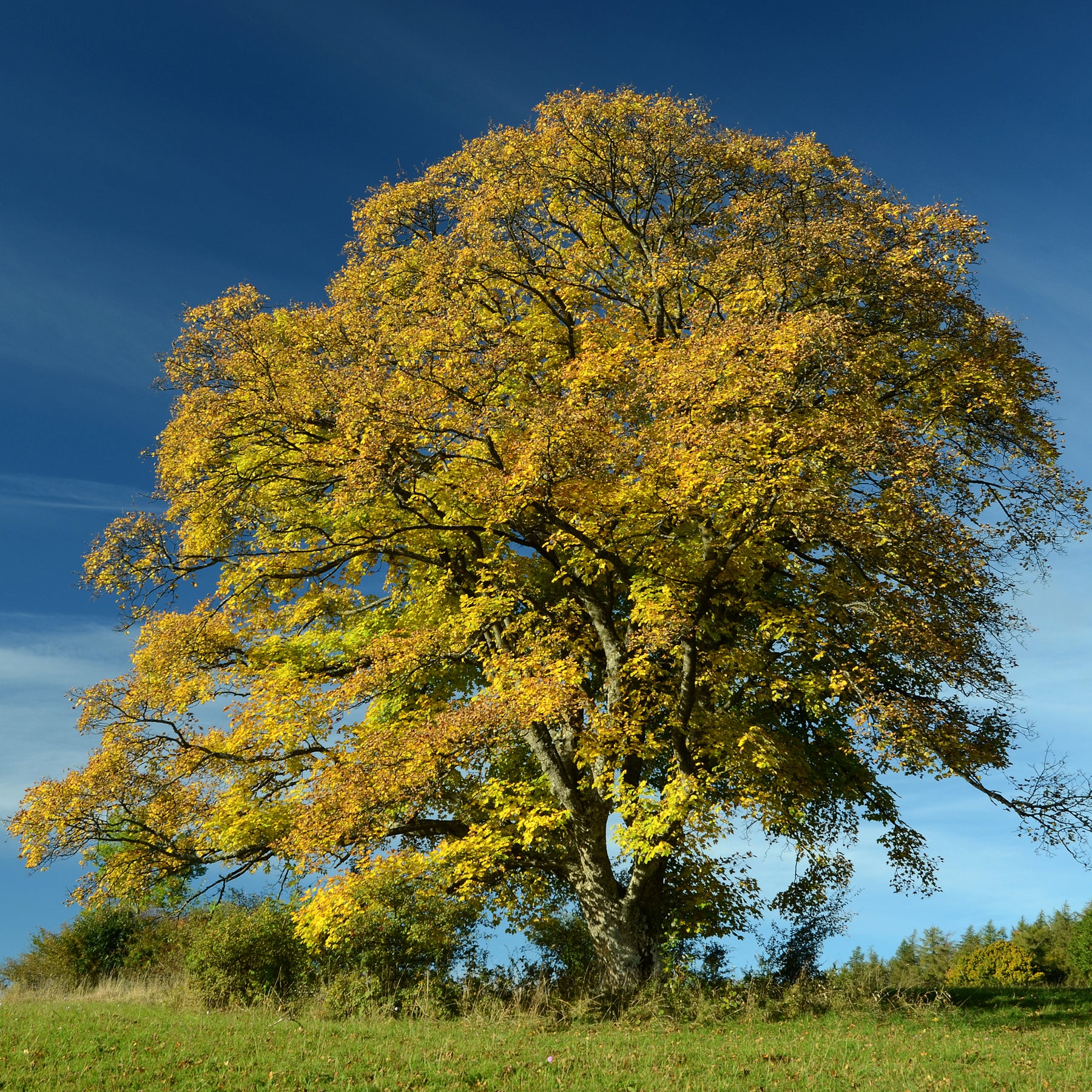 Gewone esdoorn - Willemse