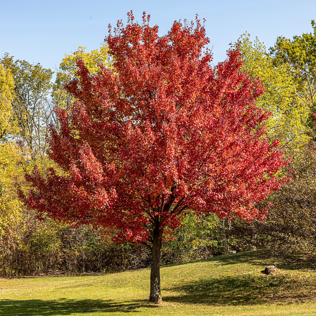 Zilveresdoorn - Willemse