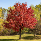 Zilveresdoorn - Willemse