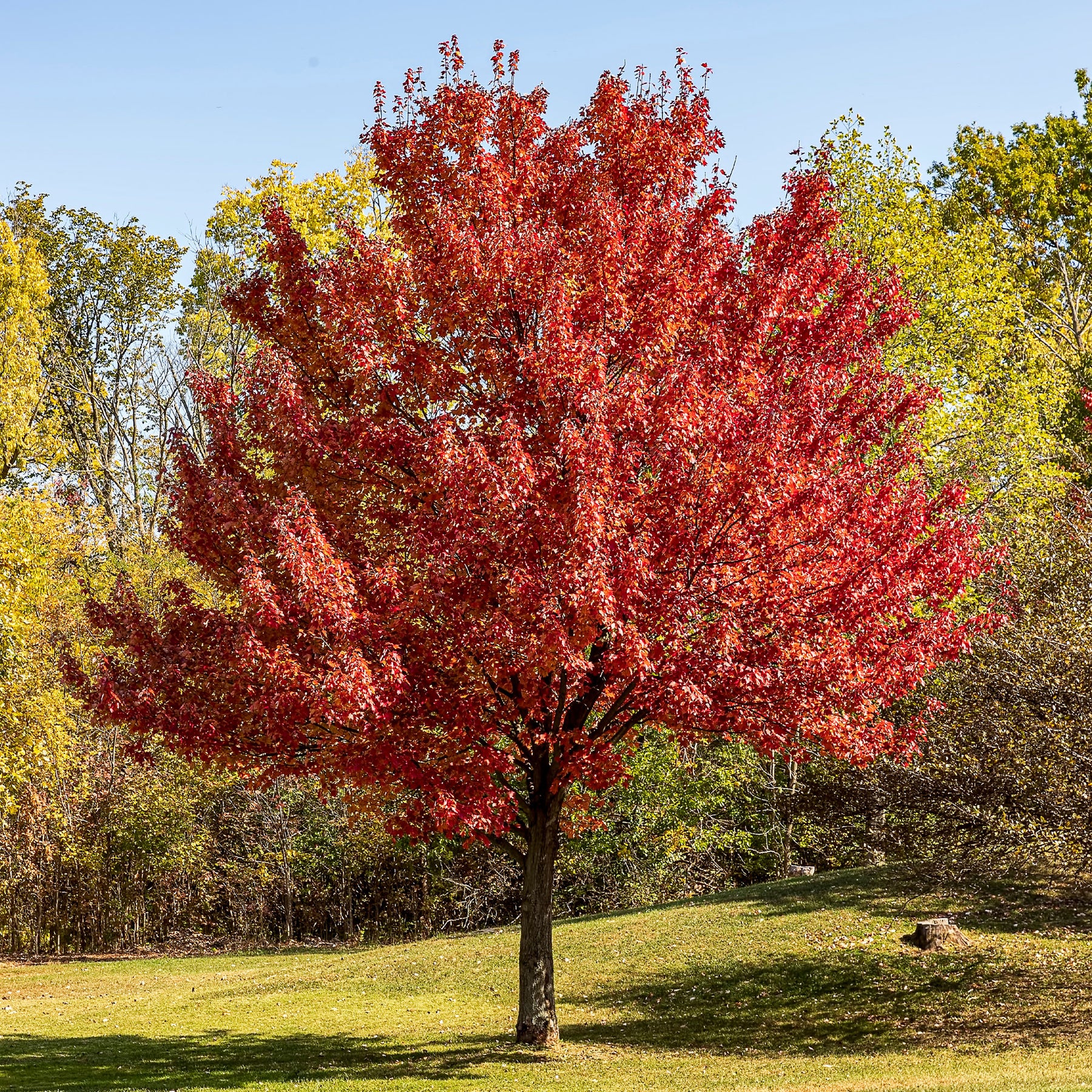 Zilveresdoorn - Willemse