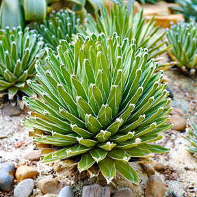 Agave victoriae reginae - Koningin Victoria agave - Aloë