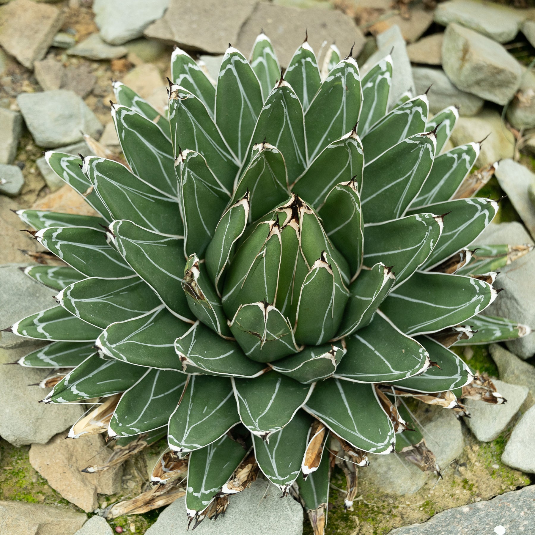 Koningin Victoria agave - Willemse