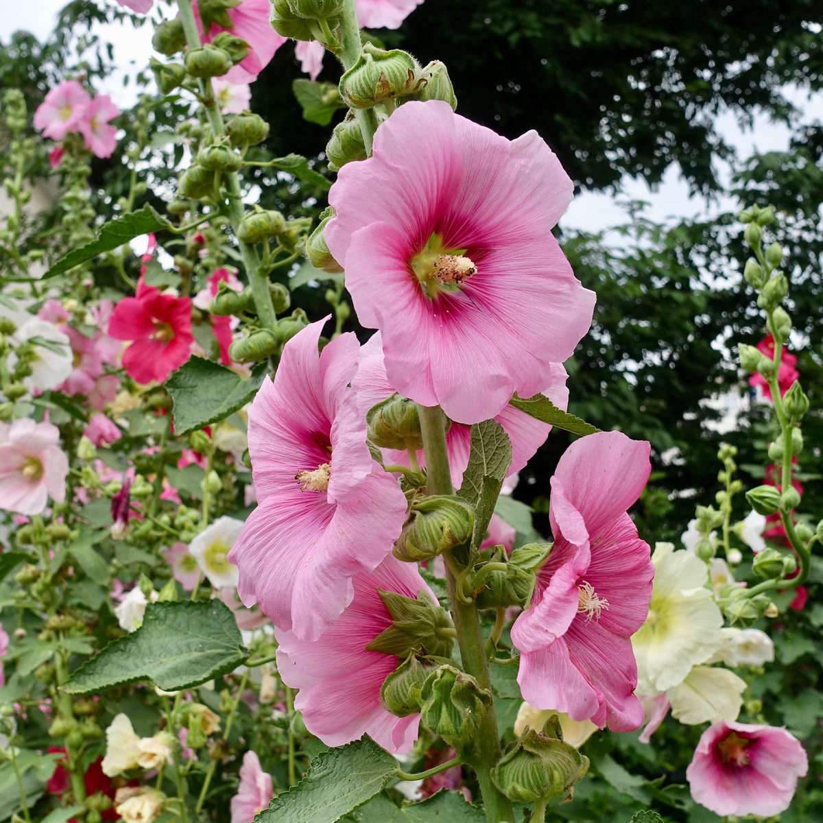 Alcea rosea - Stokroos - Alcea - Stokroos