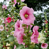 Alcea rosea - Stokroos - Alcea - Stokroos