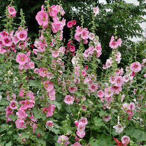 Alcea - Stokroos - Stokroos - Alcea rosea