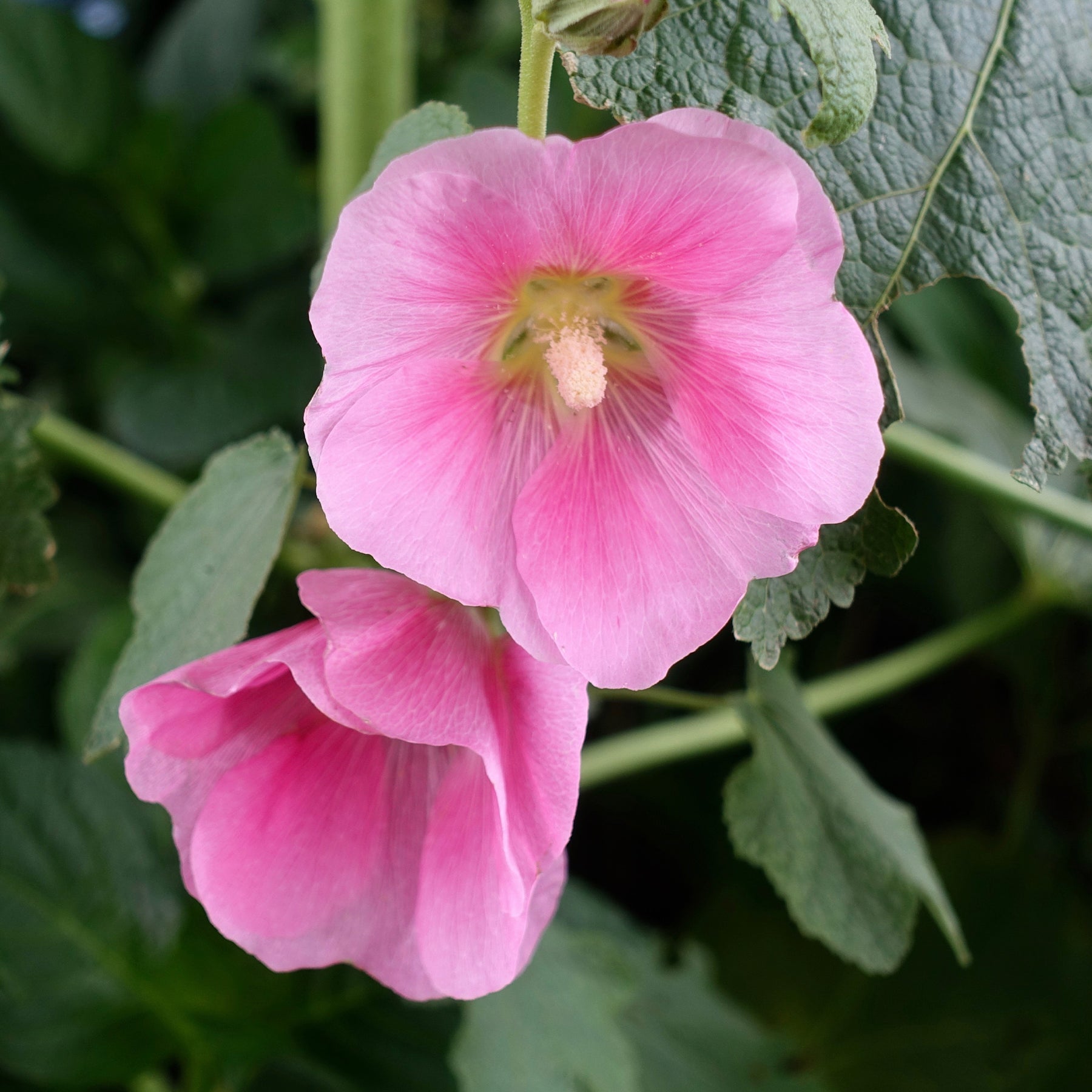 Stokroos - Alcea rosea - Willemse