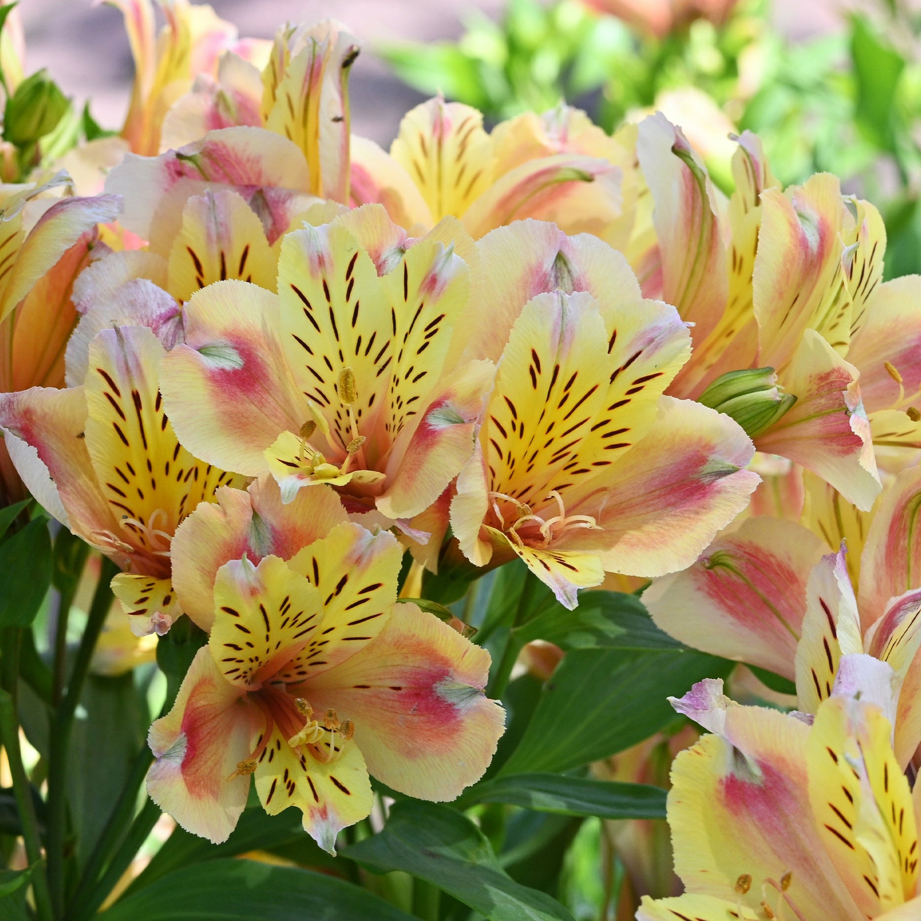 Incalelie - Alstroemeria Hertog van Anjou Jean - Willemse