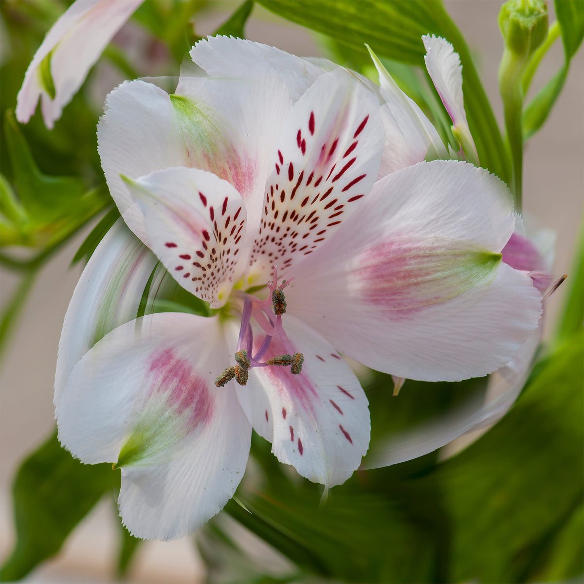 Incalelie - Alstroemeria Hertog van Anjou Béatrice - Willemse