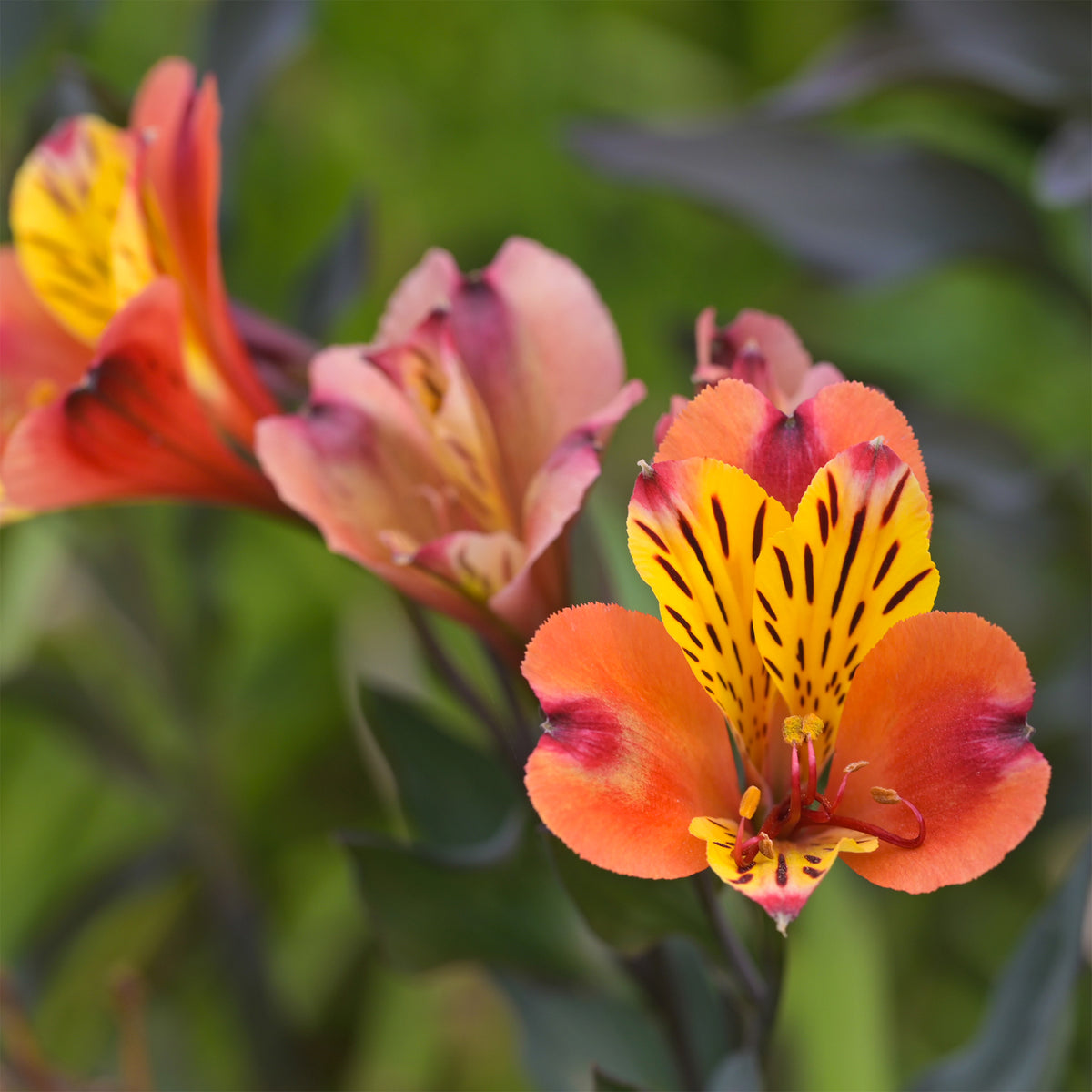 Incalelie - Alstroemeria Majestic Brissac - Willemse