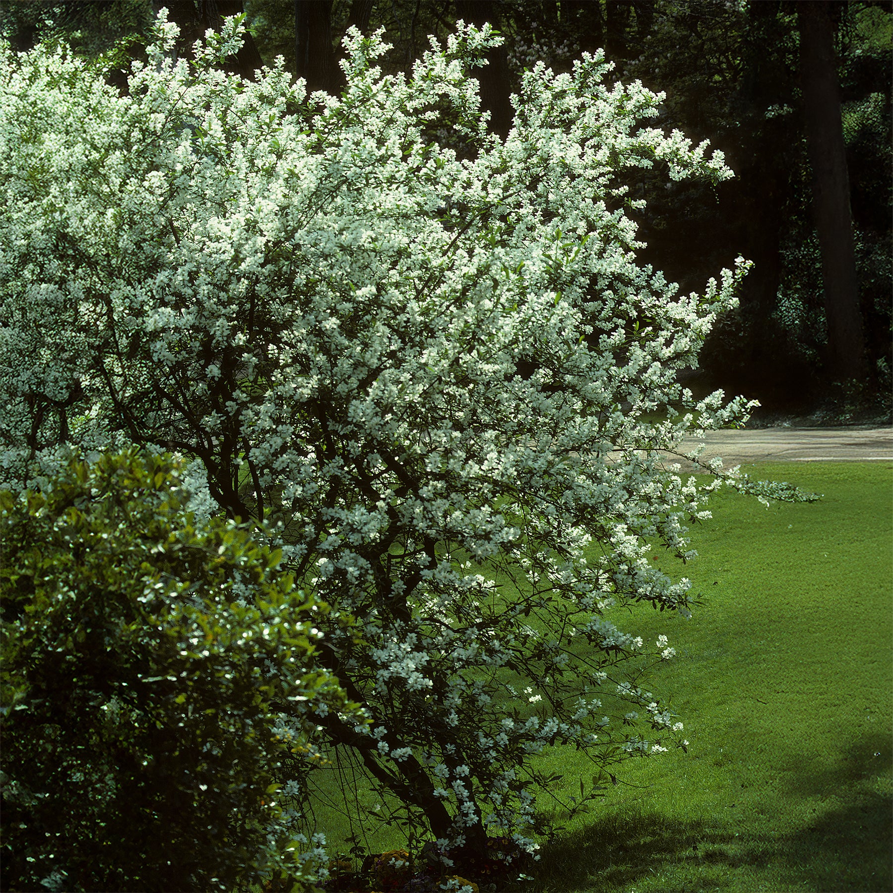 Verkoop Canadese krentenboompje - Amelanchier canadensis