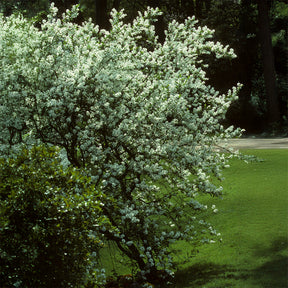 Verkoop Canadese krentenboompje - Amelanchier canadensis
