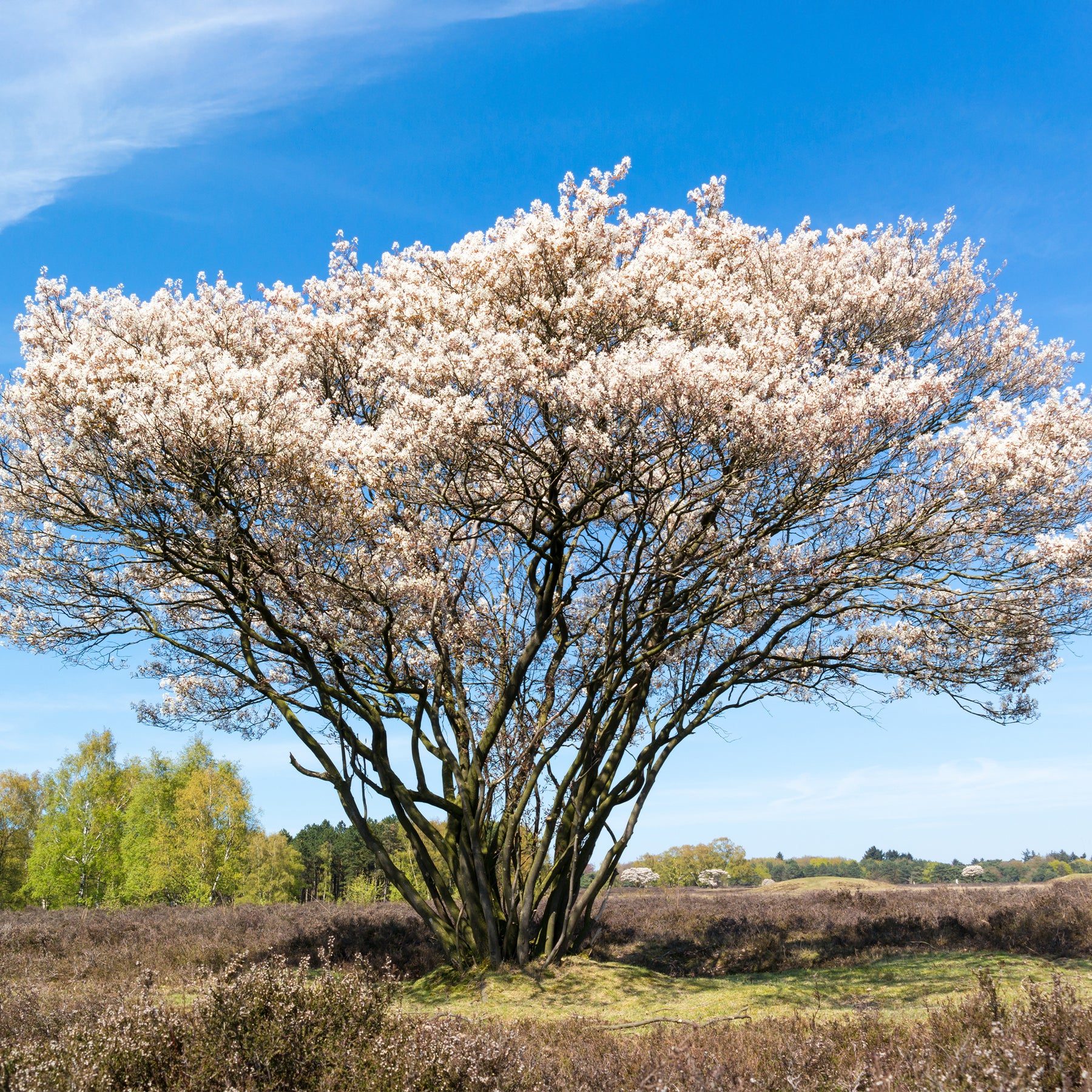 Canadese krentenboompje - Willemse