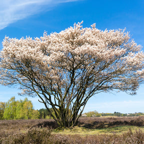 Canadese krentenboompje - Willemse