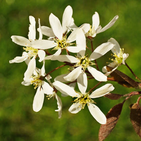 Canadese krentenboompje - Amelanchier canadensis - Willemse