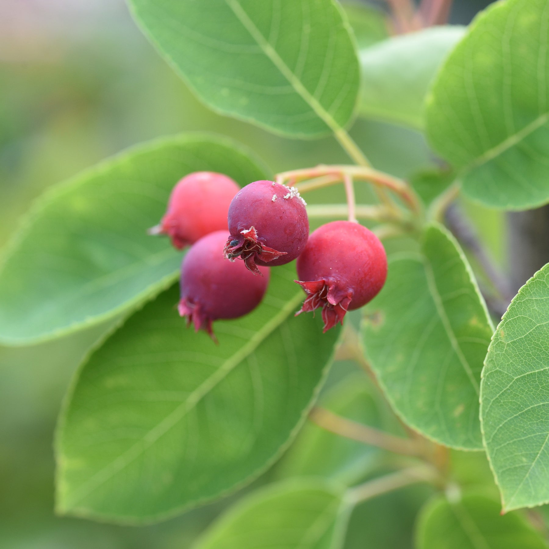 Amelanchier canadensis - Canadese krentenboompje - Bloeiende heesters
